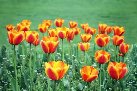 Tulips Stock Photos