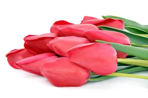 Tulips Stock Photos