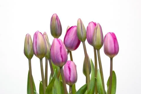 Tulips Stock Photos