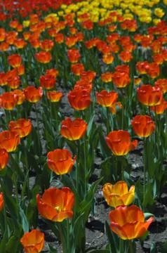 Tulips Stock Photos