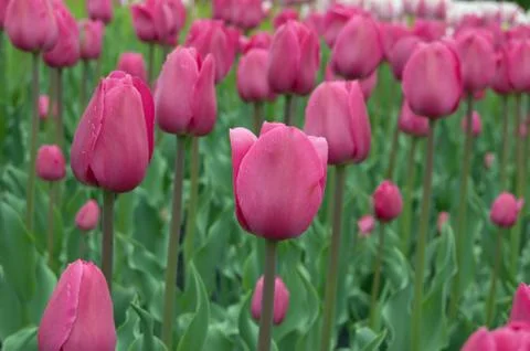 Tulips Stock Photos