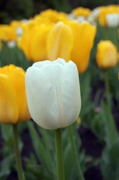 Tulips Stock Photos