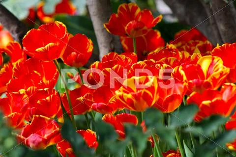 Tulips Stock Photos