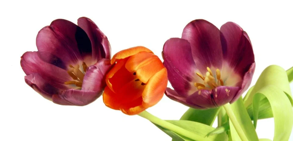 Tulips Stock Photos