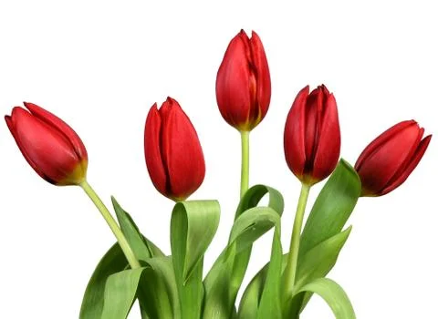 Tulips Stock Photos