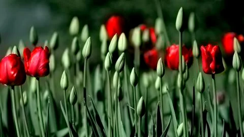 Tulips Stock Photos
