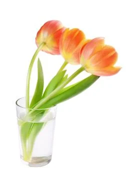 Tulips Stock Photos