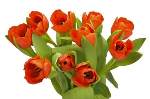 Tulips Stock Photos