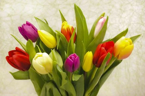 Tulips Stock Photos