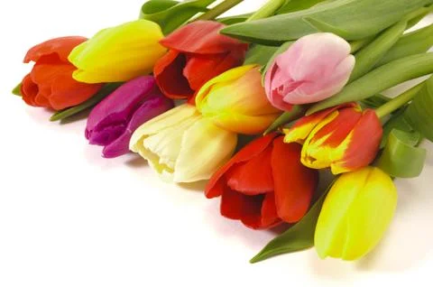 Tulips Stock Photos
