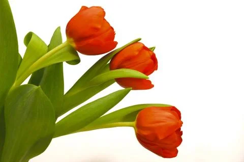 Tulips Stock Photos