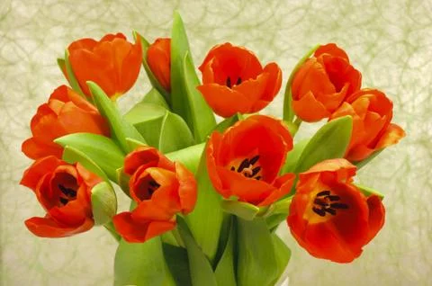 Tulips Stock Photos