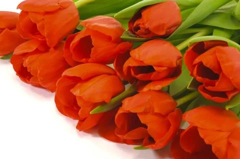 Tulips Stock Photos