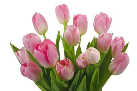 Tulips Stock Photos