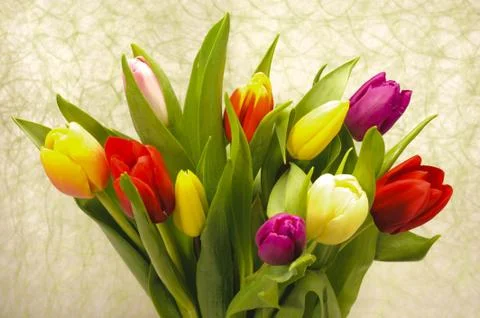 Tulips Stock Photos