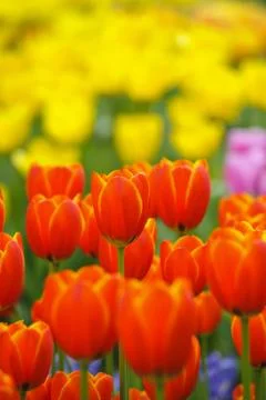 Tulips Stock Photos