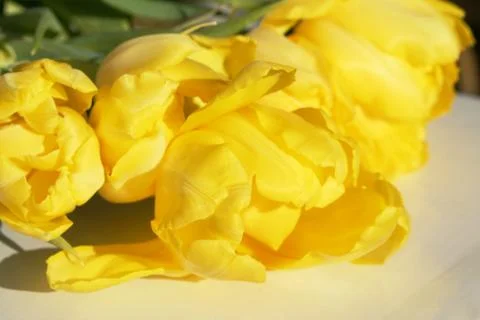 Tulips Stock Photos