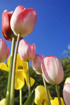 Tulips Stock Photos