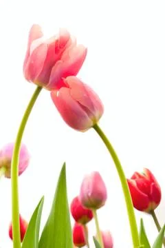 Tulips Stock Photos