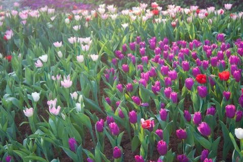 Tulips Foto stock