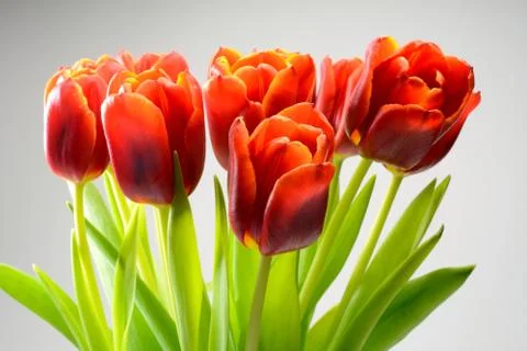 Tulips Stock Photos