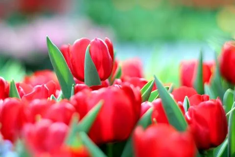 Tulips Stock Photos