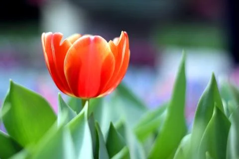 Tulips Stock Photos