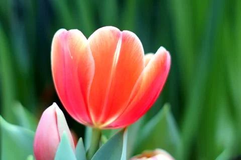 Tulips Stock Photos