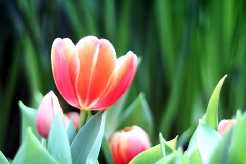 Tulips Stock Photos