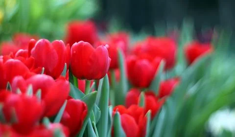 Tulips Foto stock