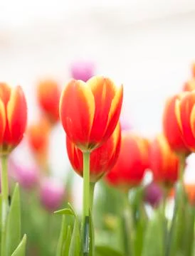 Tulips Stock Photos