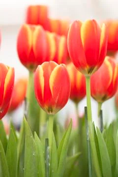 Tulips Stock Photos
