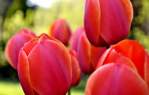 Tulips Stock Photos