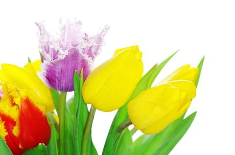 Tulips Stock Photos