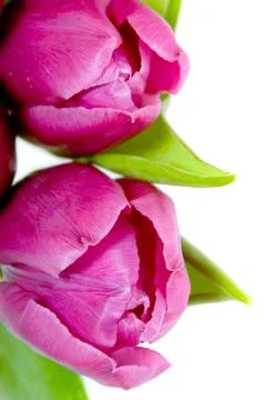 Tulips Stock Photos