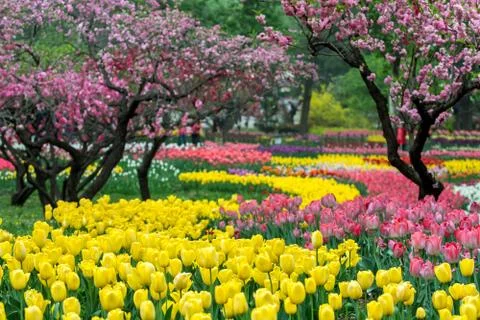 Tulips Stock Photos