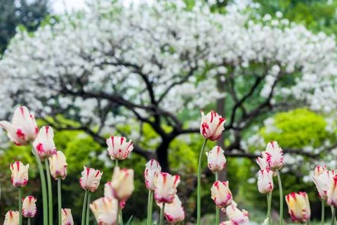 Tulips Stock Photos