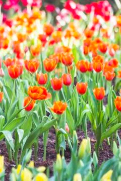 Tulips Stock Photos