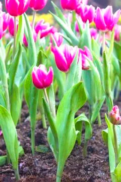 Tulips Stock Photos