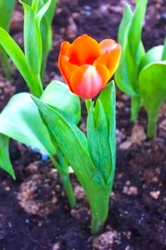 Tulips Stock Photos