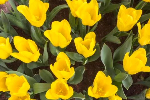 Tulips Foto stock