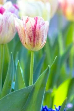Tulips Stock Photos