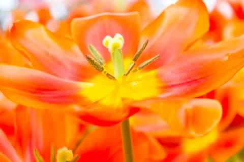 Tulips Stock Photos