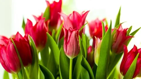 Tulips Stock Photos