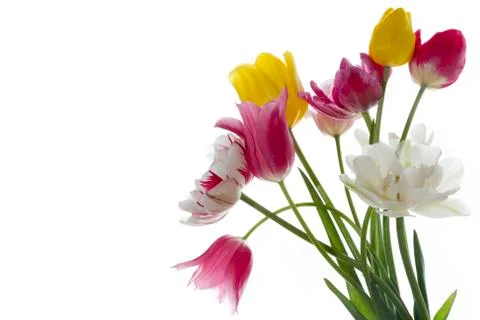 Tulips Stock Photos