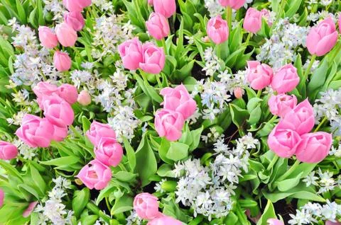 Tulips Stock Photos