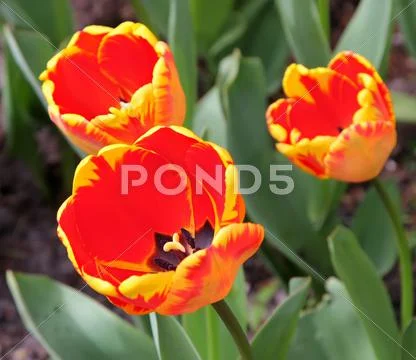 Tulips Stock Photos