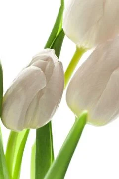 Tulips Stock Photos