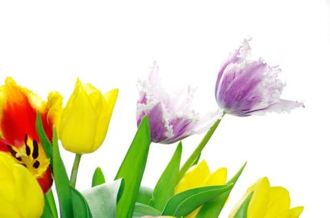 Tulips Foto stock