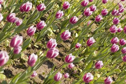 Tulips Stock Photos